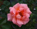 Rose10